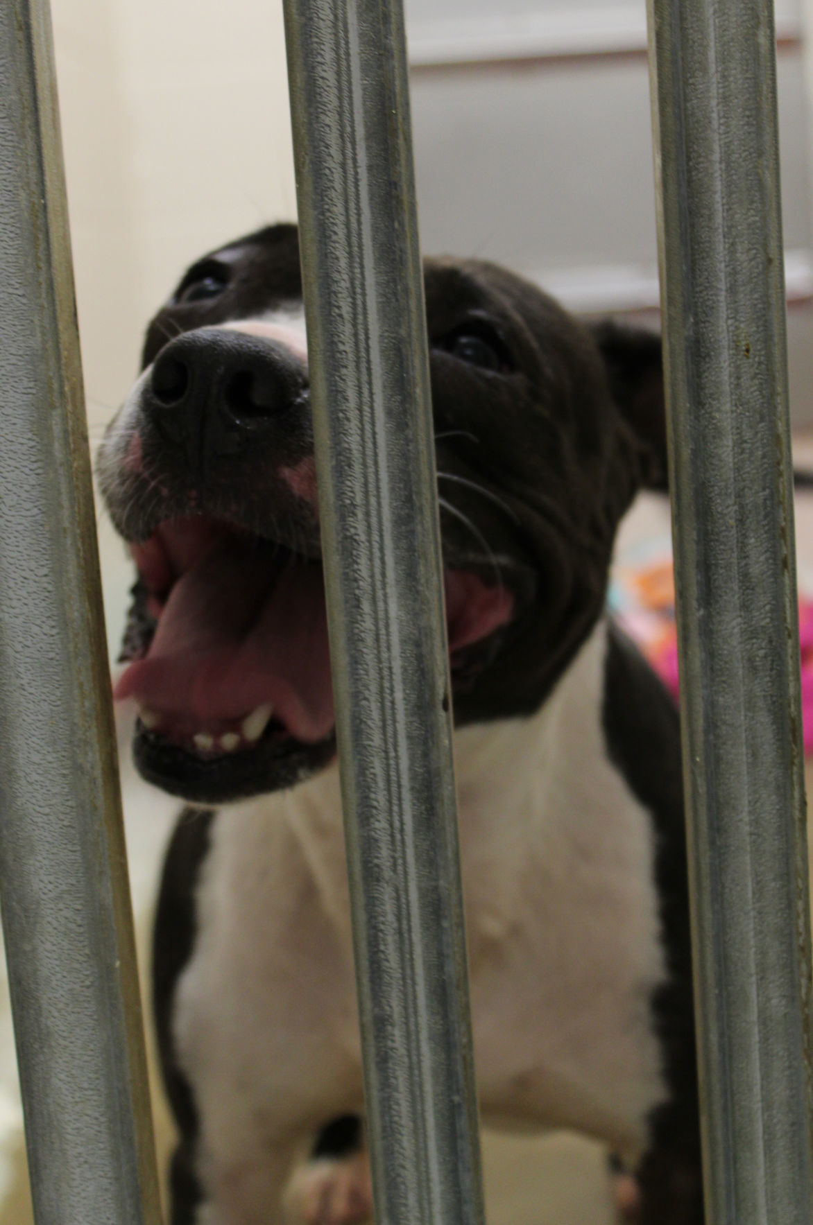 Donation a wash at Lake County Animal Shelter